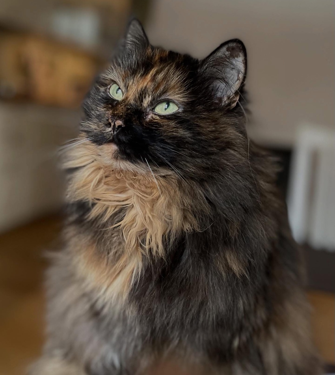 Sibirisk katt Kathleen